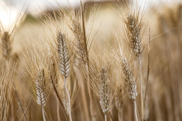 Detailed View of Mature Wheat Spikes in Summer