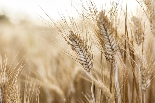 Detailed View of Mature Wheat Spikes in Summer