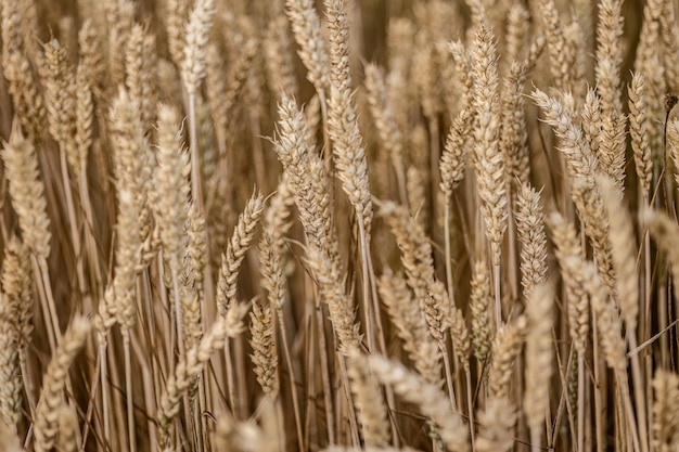 Detailed View of Mature Wheat Spikes in Summer