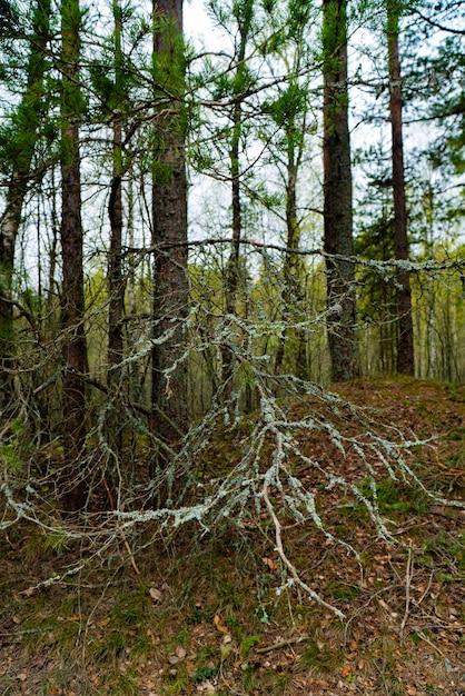 A detailed view of pine branches covered in lichen set against a backdrop of a dense forest ideal