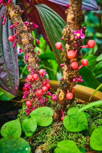 Detailed view of pink bulbs growing off brown spotted wooden wood