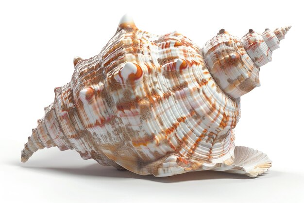 A detailed view of a shell on a white surface ideal for use in scientific or educational contexts