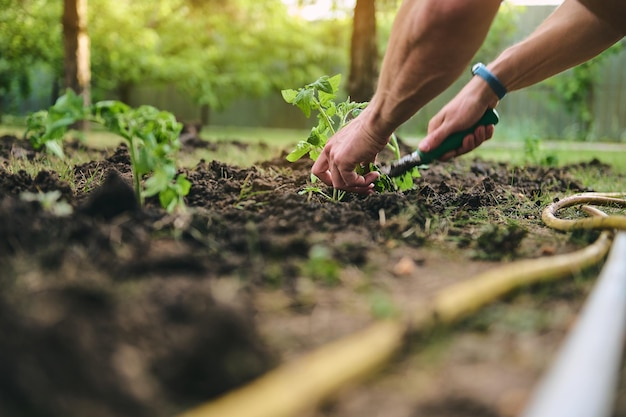 Details farmer's hands planting seedlings in black soil enriched with bio humus and compost to increase fertility Horticulture eco farming and agro business concept