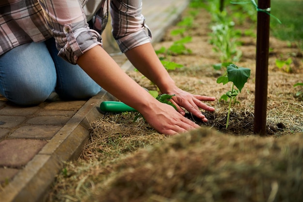 Details Hands of a female farmer making a hole in the black soil planting seedling of cucumber in the open ground