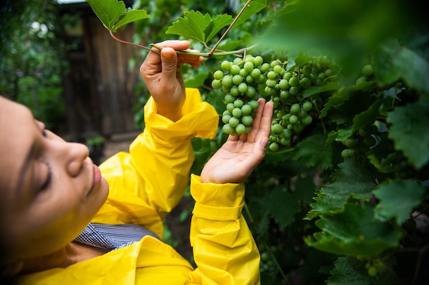 Details Hands of Hispanic woman vine grower holding green grapes hanging in the vineyard and inspect them for ripeness