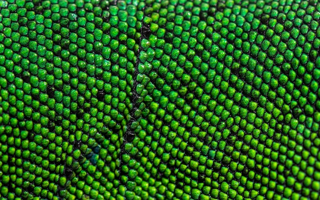 Details macro of scales of Timon pater specie of Wall lizard