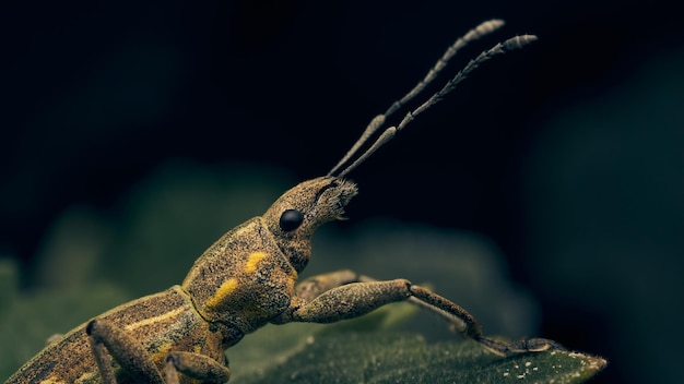 Details of a weevil perched on a green leaf