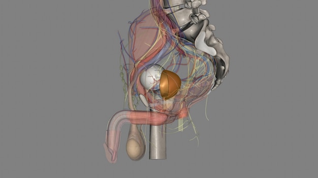 Photo the detrusor muscle remains relaxed to allow the bladder to store urine and contracts during urination to release urine