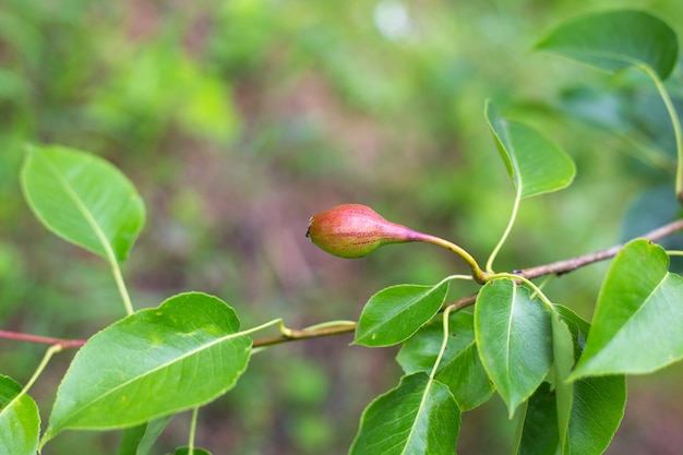 Developing pear fruit on a branch of a fruit tree. Gardening and care of seedlings.