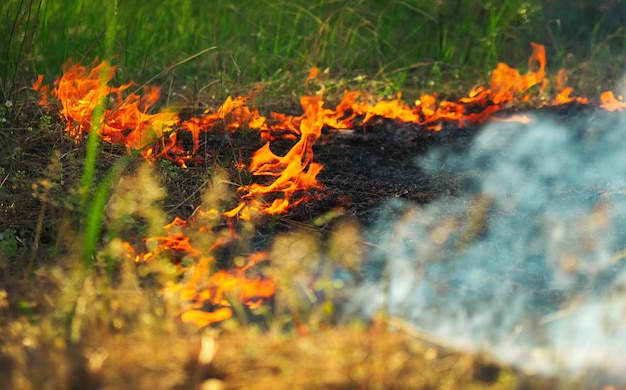 Development of forest fire Big flame and dark smoke