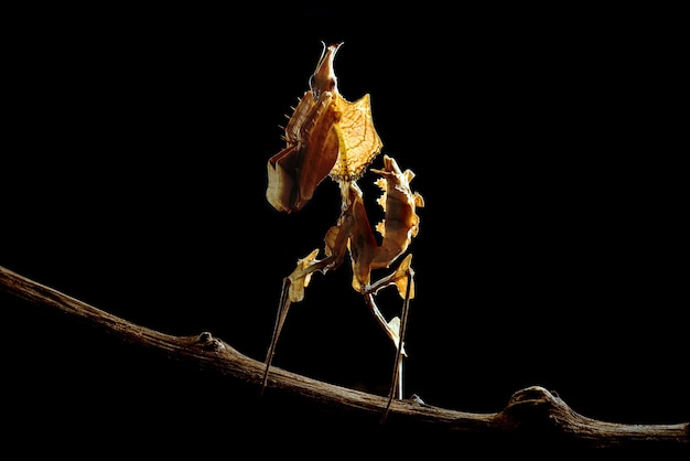 Devils praying mantis in black background