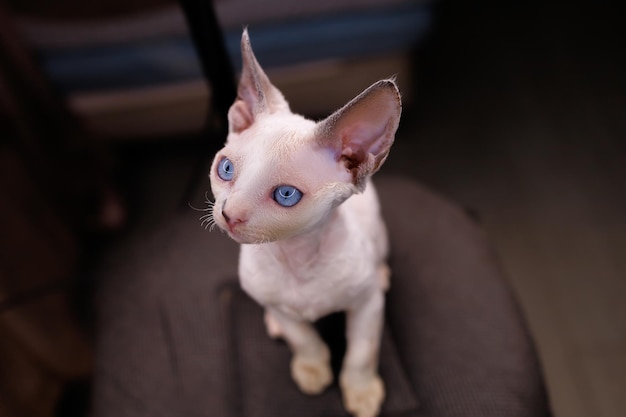 Devon Rex kitten with soft short hair sits on a chair