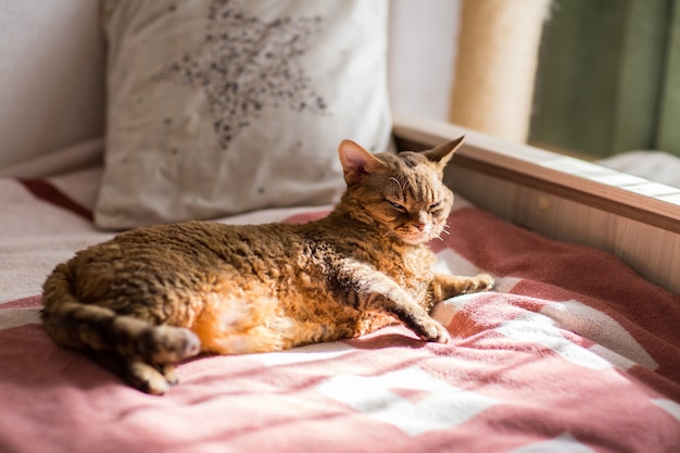 Devonrex cat lies on the bed and bask in the sun