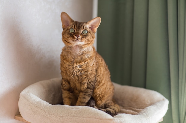 Devonrex cat sitting on a pillow