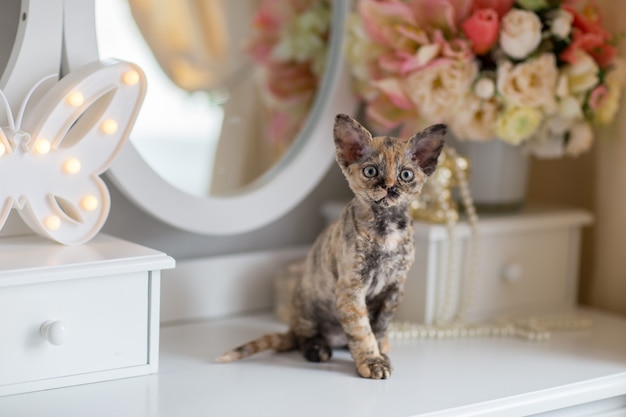 Photo devonrex tortoiseshell kitten sitting on the table