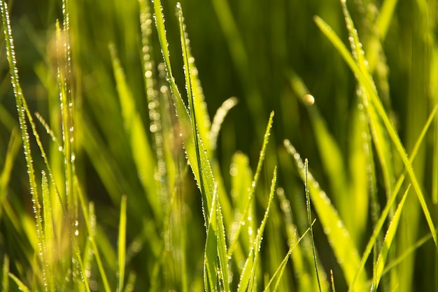 Dew on blades of grass