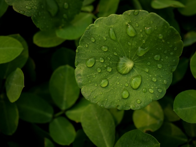 Dew on Centella asiatica after the rain