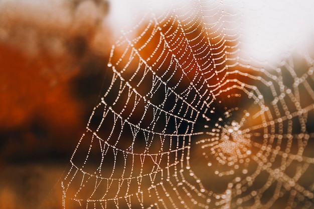 Dew on the cobweb after the rain Autumn concept Closeup Copy space