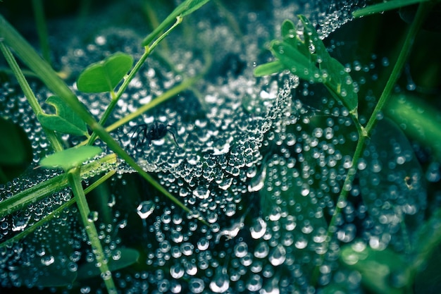 Dew on a cobweb among green grass