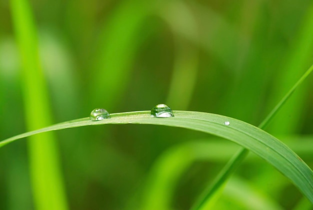 Dew drop on a blade of grass