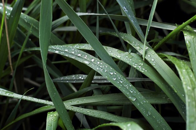 Dew droplets on green leaves