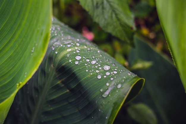 Dew drops on a dark green leaf