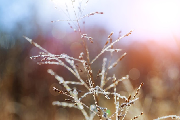 Dew drops on dry grass in autumn drops of dew in the autumn grass