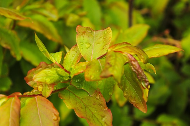 Dew drops on the flowers and plants, rainy day, macro and close-up photo, nature surface.