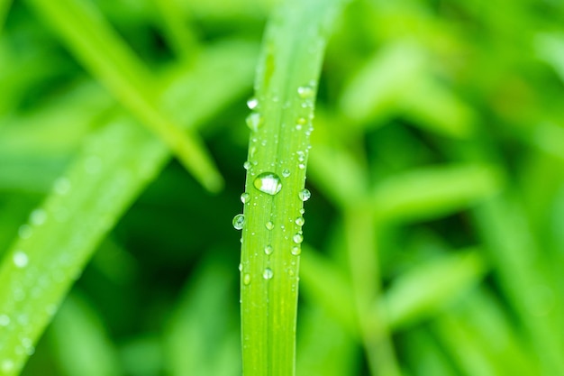 Dew drops on grass after rain in summer Close up