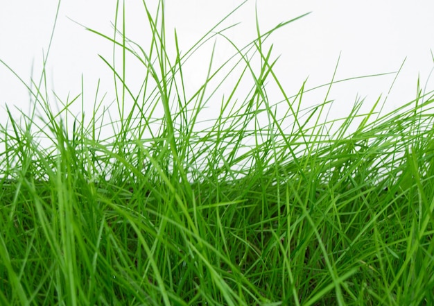 Dew drops on green grass closeup white background