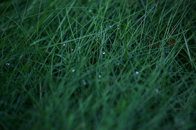 dew drops on green grasses summer close up