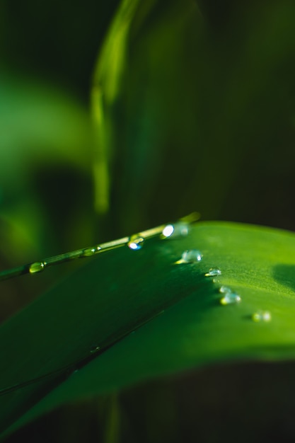 dew drops on a leaf