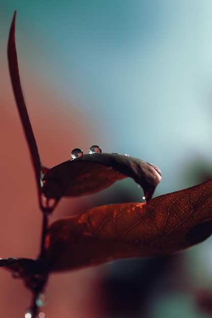 dew drops on a leaf