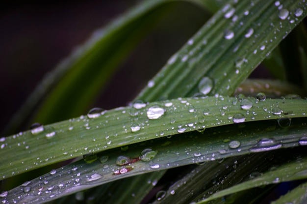 Dew drops on the leaves