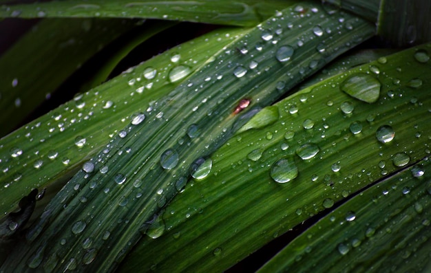 Dew drops on the leaves