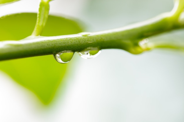 Dew from rain drops on green branch of the tree Freshness after rainy