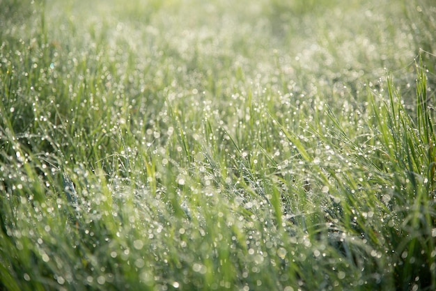 Dew on the grass 