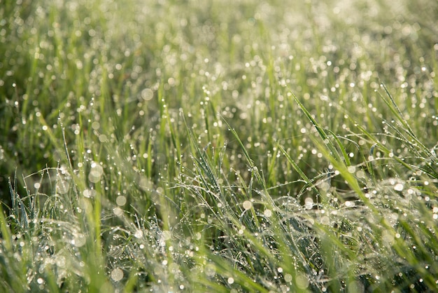 Dew on grass.