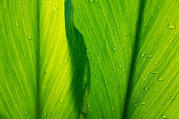 Dew and Green leaves background