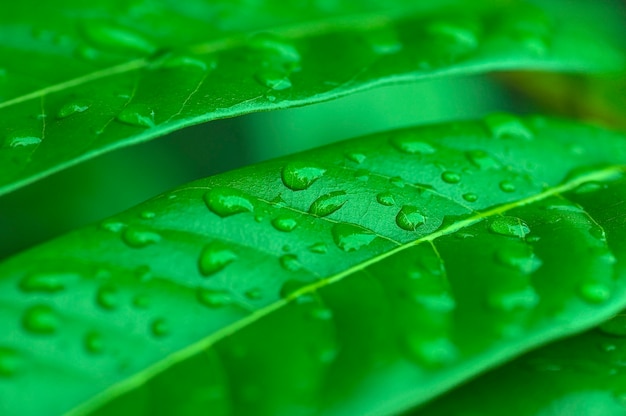 Dew on Leaf