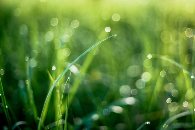 Dew on the leaves of grass in the spring morning