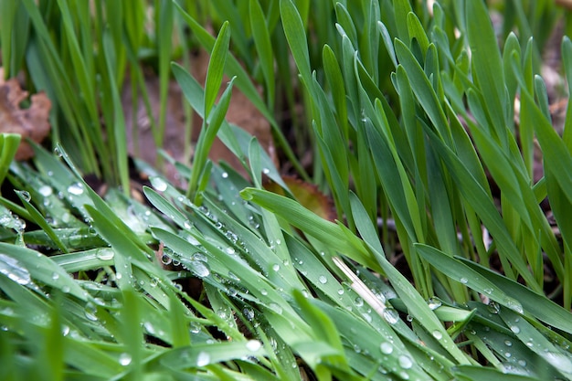 Dew on leaves