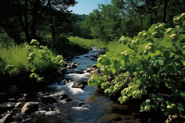 Dewberry Bush with Stream Dewberry fruits picture photography