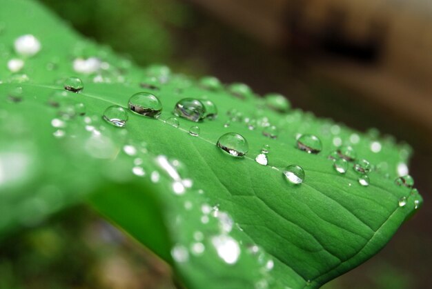 Dews on fresh green leaf