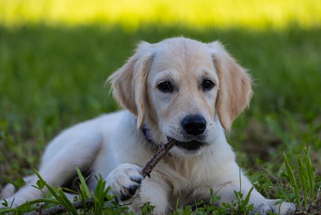 Dexter the new member of the family a Golden Retriever puppy