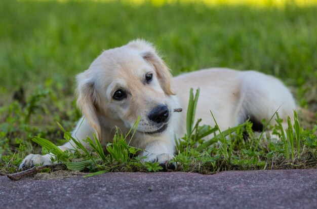 Dexter the new member of the family a Golden Retriever puppy