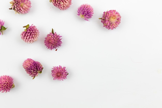 Dey flower buds flat lay composition on a white background photo