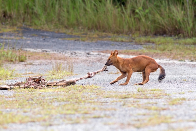 Dhole or Asian wild dogs eating a deer carcass at Khao yai national park,Thailand