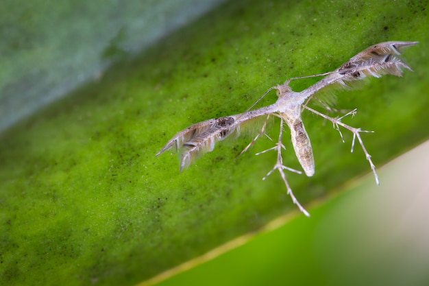 Diacrotricha fasciola or starfruit flowermoth on green leaf