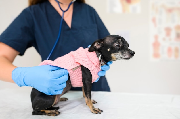 Diagnosis and treatment of animals vet doctor listens to the breath of little cute dog in a blouse